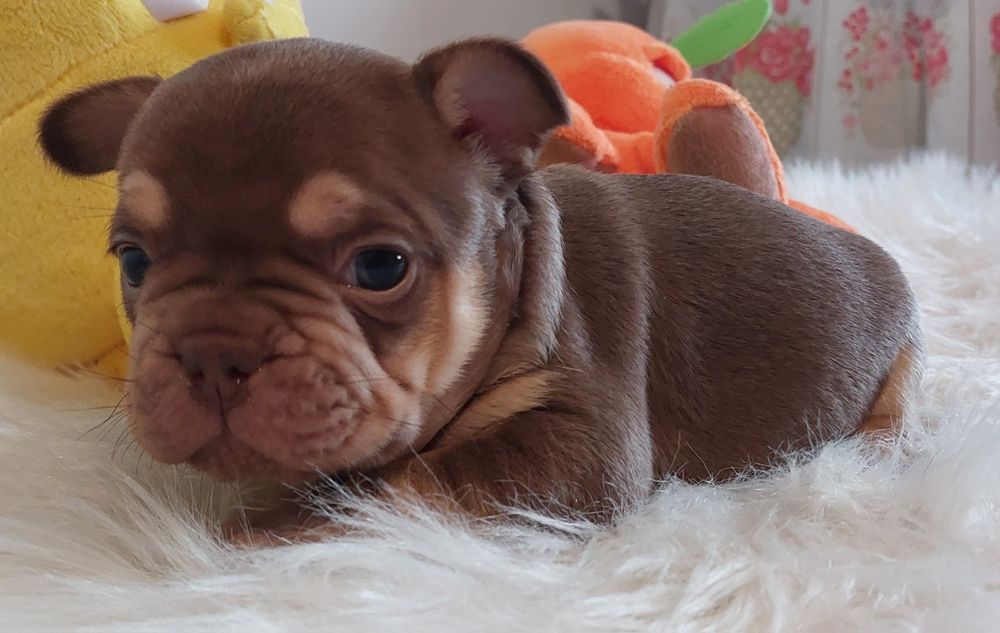 Bulldog francês menino