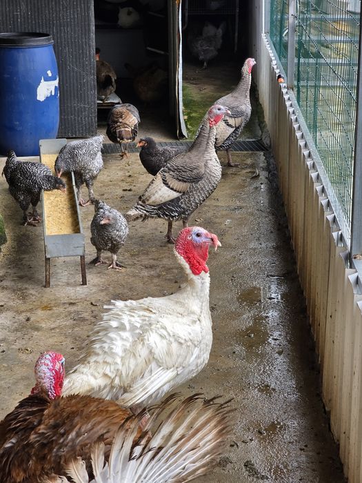 Vendo perus machos e fêmeas