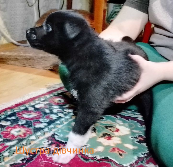 Здорові активні цуценята дівчинки на охорону двору