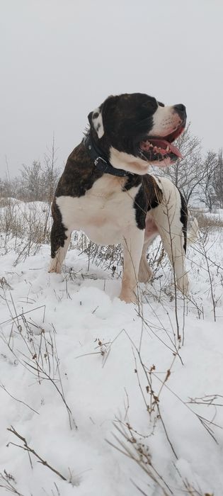 Американський бульдог ( вязка)