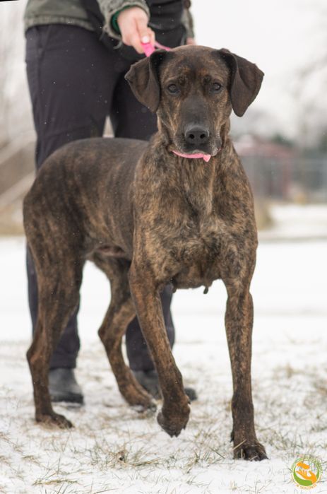 Dora piękna sunia do adopcji