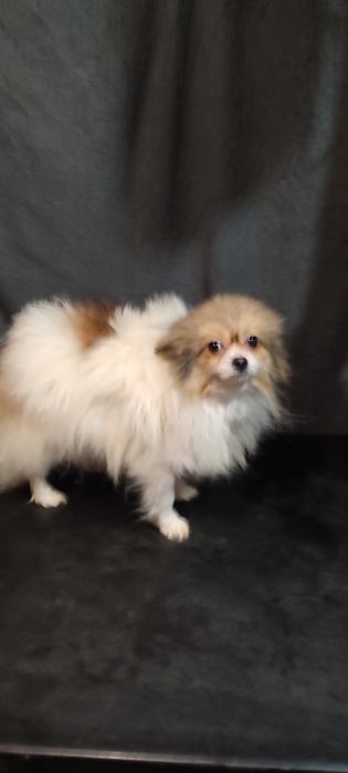 мини шпицуля девочка