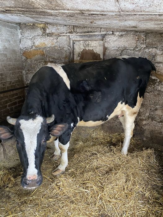 Продам телицю. Породи Голштин.