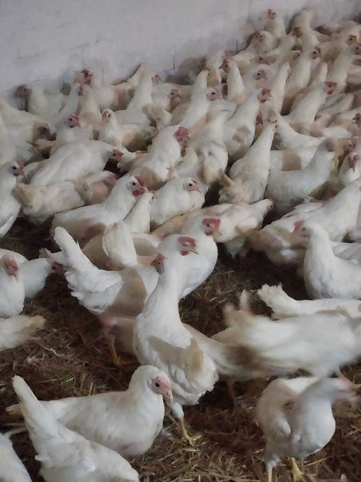Kury nioski Rosa młode z wolnego wybiegu. Leghorn. Dowóz Gratis.