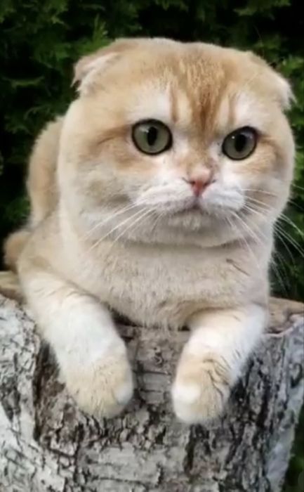 Клубный кот Вязка шотландская золотая шиншилла NY 12 Scottish fold