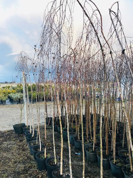 BRZOZA YONGI Pendula 180  cm cena 150 zł