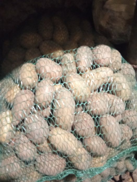 Продам картошку мілку та посівну
