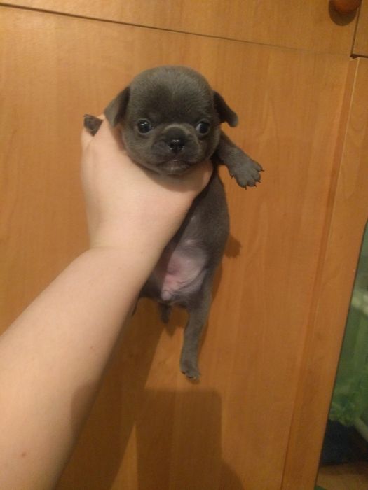 Экслюзив голубая девушка