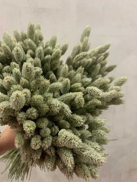 Сухоцвіти, кермек різноколоровий, фалярис натуральний, геліптерум