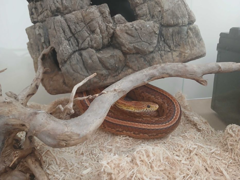 Sprzedam węża zbożowego (tessera)