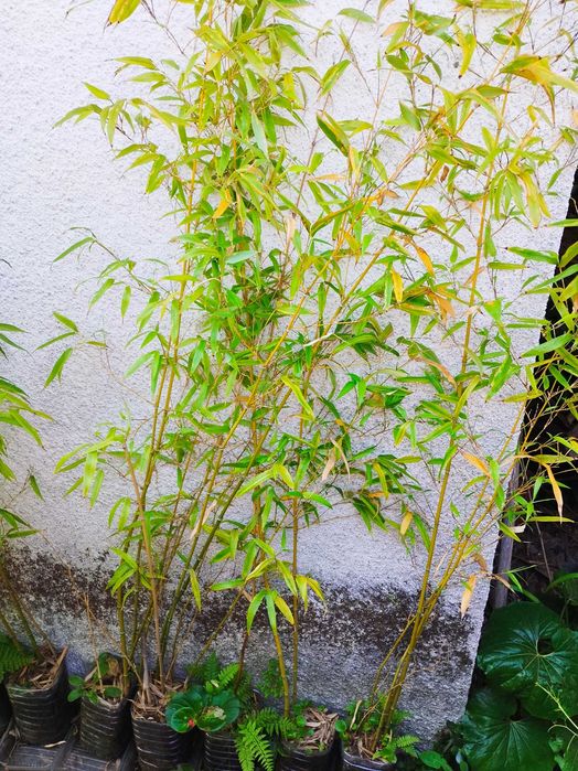 Canas de bambu - plantas em mudas