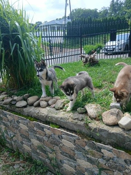 Szczeniaki syberian husky z Rodowodem