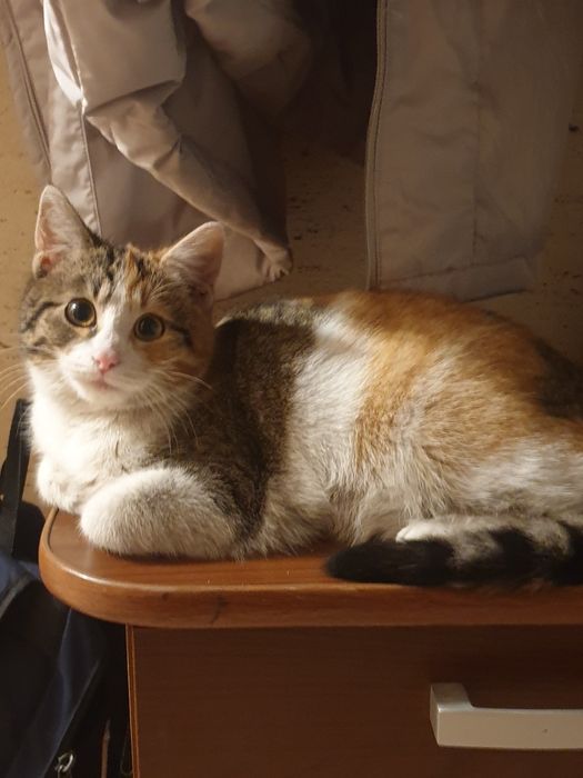 Zaginęła kotka  szczyty las Działoszyn