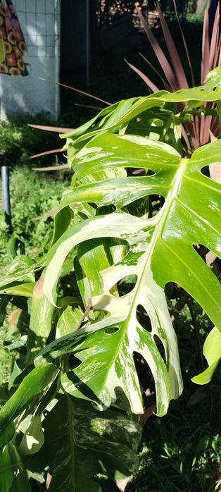 Monstera deliciosa variegata