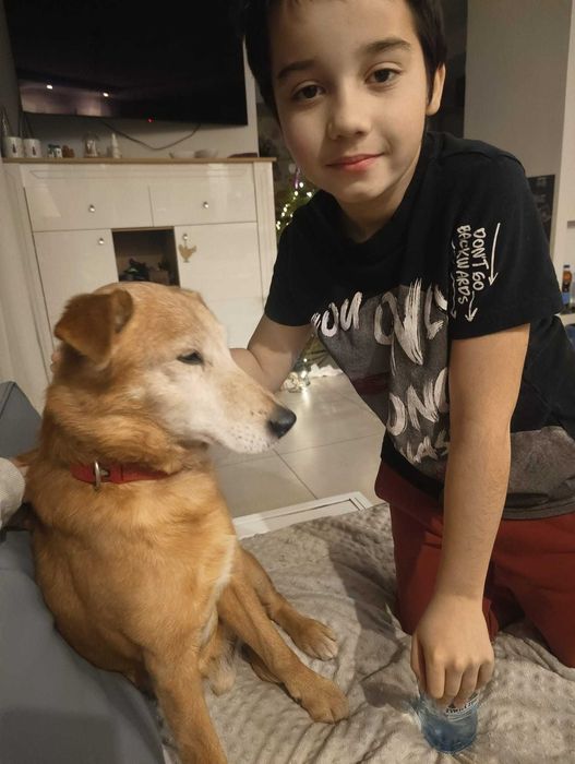 kontaktowy piękny pies Winnie do adopcji