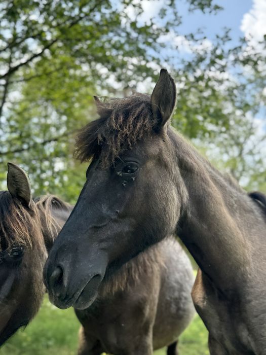 Roczna klacz huculska