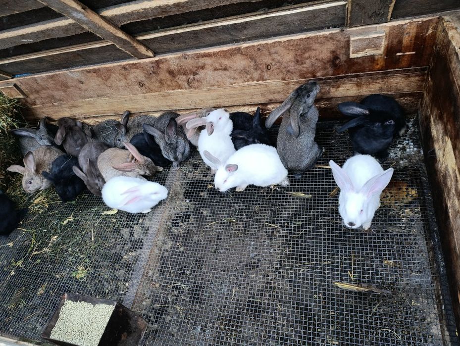 Кролики, кролі, пухнастики