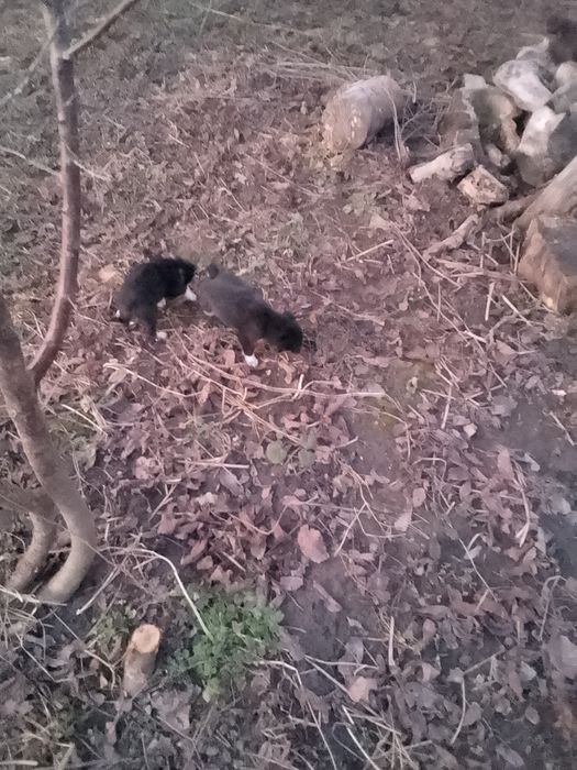 Продаю цуценят лайки