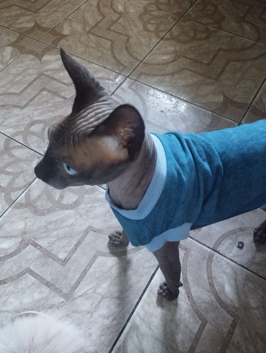 Канадский сфінкс в пошуках люблячої киці.Котик для  в'язки.