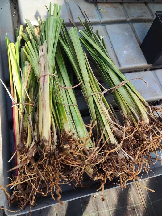 Plantas Vetiver Biológico (Slips) - Controlo de Erosão e Estabilização de Taludes