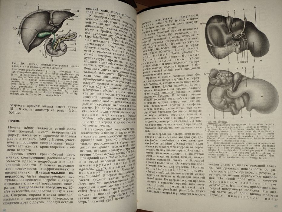 Анатомия человека Сапин. В 2-х томах, учебники 1987 г. Анатомія людини, Сапін