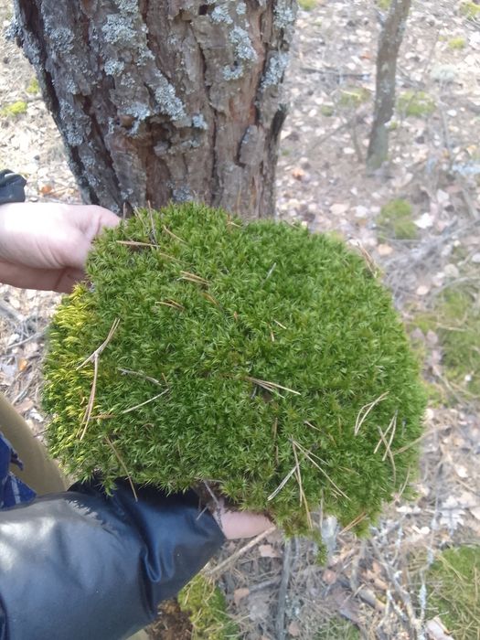 Продаю лісовий мох