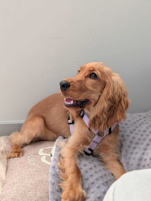 Pies rasy Cocker spaniel angielski