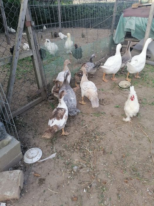 Młode kaczki piżmowe