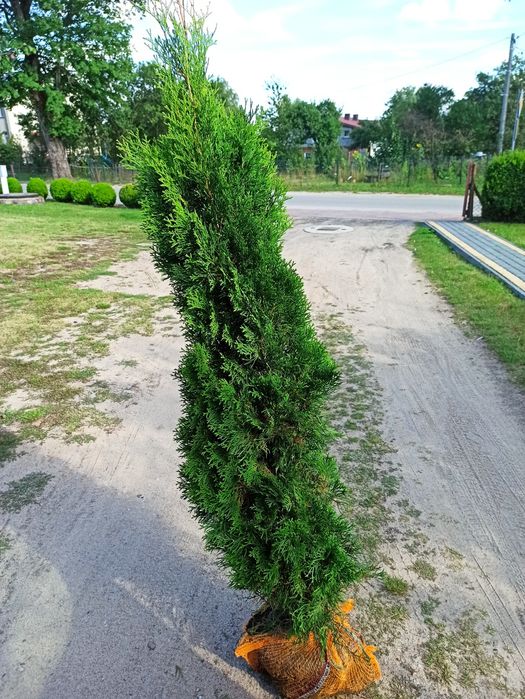 Tuja Thuja SZMARAGD z gruntu! 80-100 cm Gęsta! Polski produkt