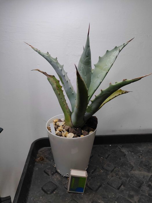 Agawa cerulata, agave