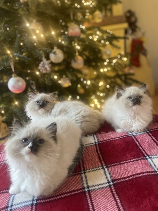 Ragdoll kotka Fife/FPL