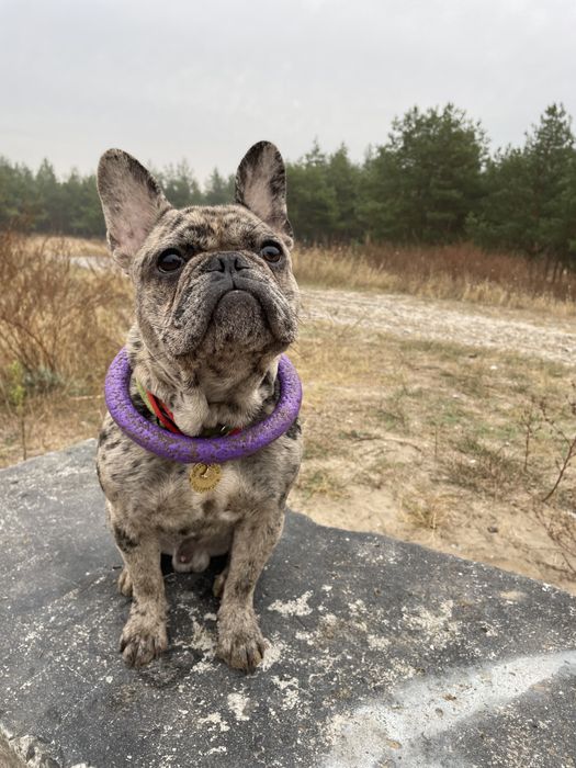 Французский бульдог вязка