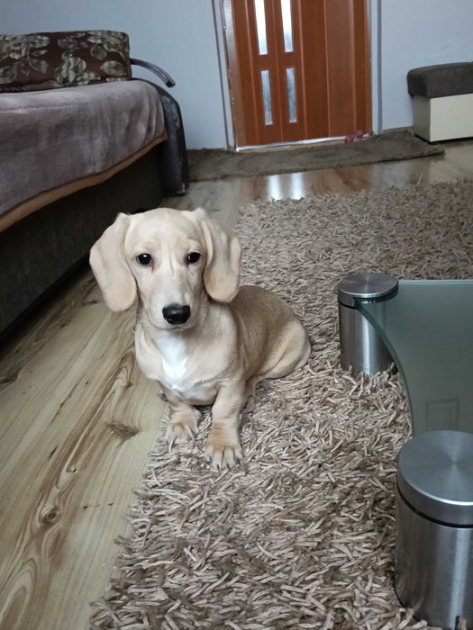 Jamnik miniaturowy krótkowłosy suczka