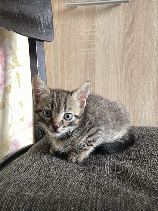 Британські кошенята