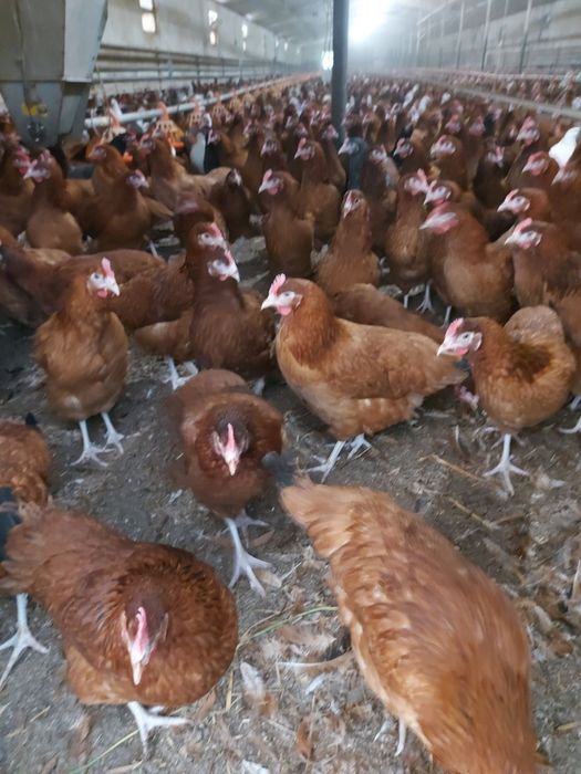 zapraszam po młode kurki