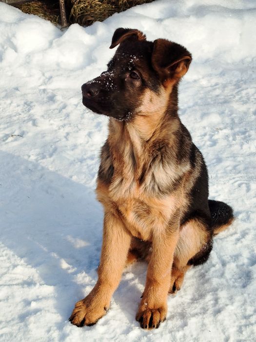 Кобель німецької вівчарки