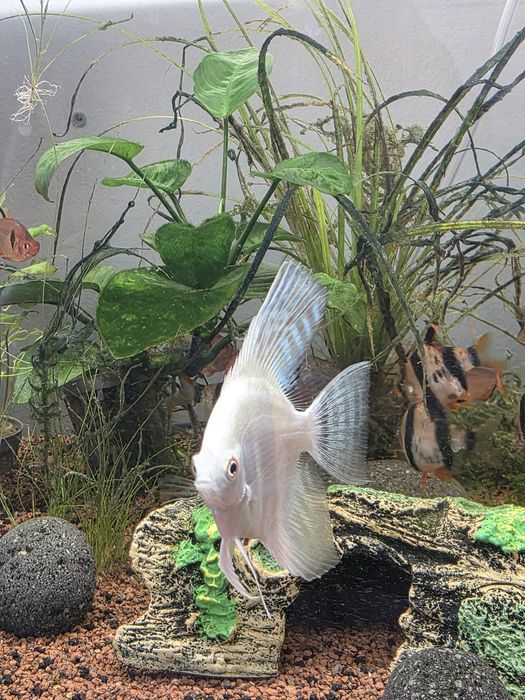 Peixes de Agua quente