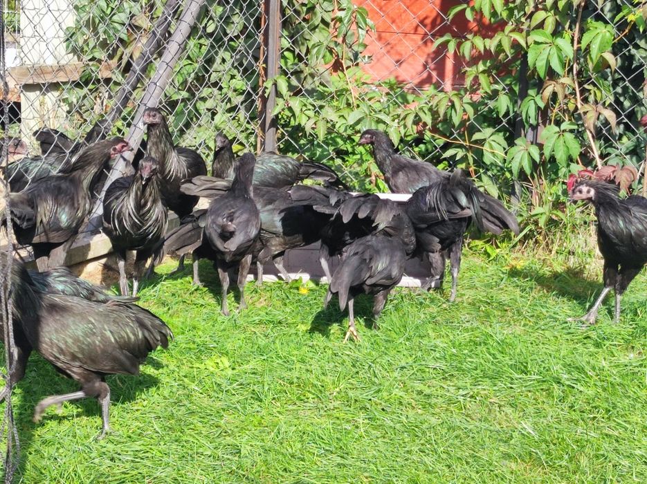 Sumatra kury i koguty ostatni kpl