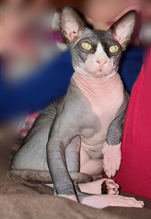 Вязка сфінкс В'язка Канадський Сфінкс Вязка Сфінкс Сфінкс вязка