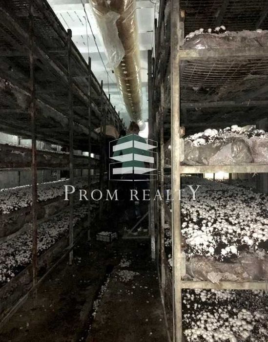 Продаж бізнесу з вирощування печериці