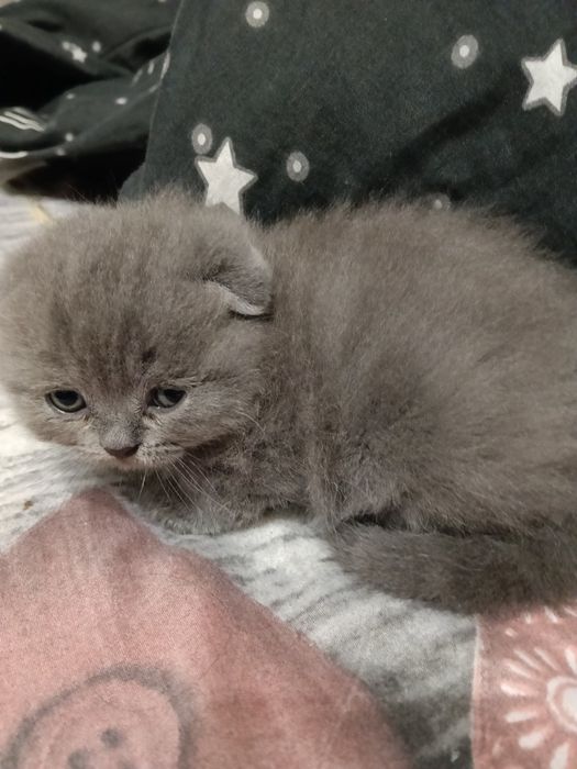 Неперевершене  кошеня для вашого комфортного життя.