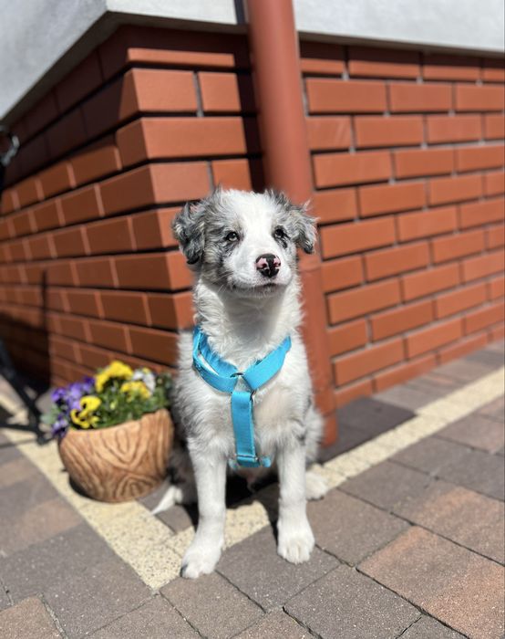 Border Collie - blue merle