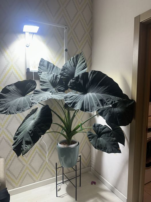 Дітки алоказії Regal Shields