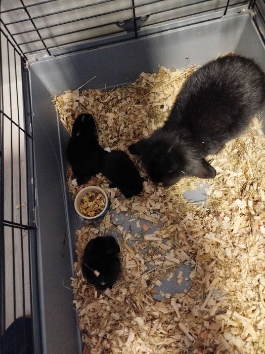 Conjunto de coelhos mini lop