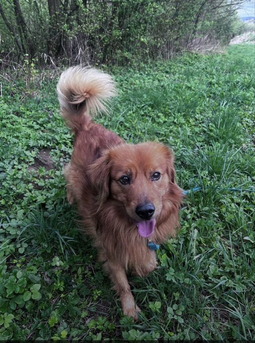 Pies do adopcji - Codi