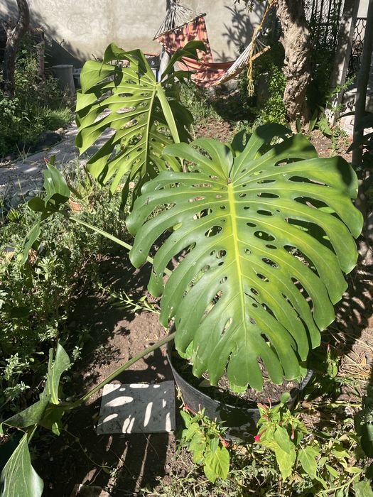 Monstera grande em vaso