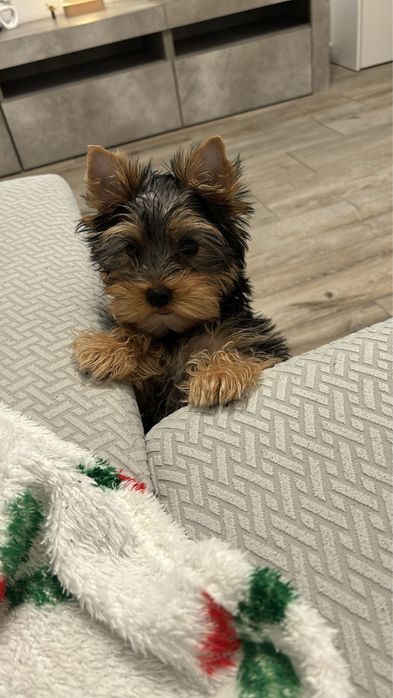 Yorkshire Terrier linha Russa