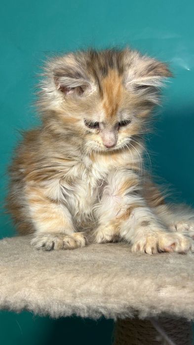 Мейн кун кошенята