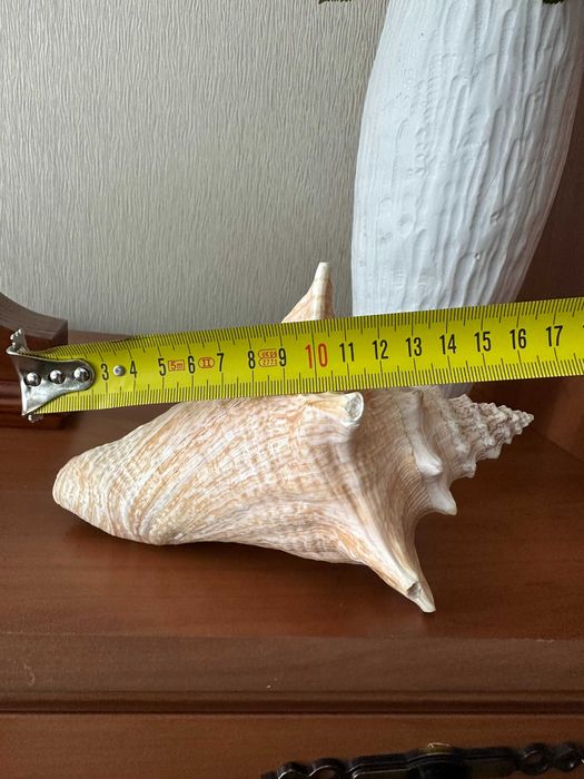 Ракушки (мушлі) для декора