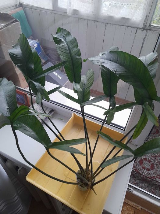 Анубиас  Пинера, хастифолия, глабра  и другие.